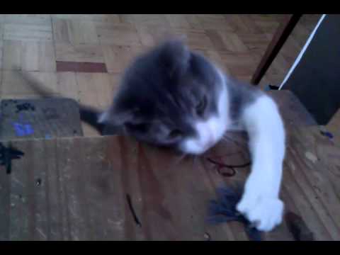 iggy vs. string