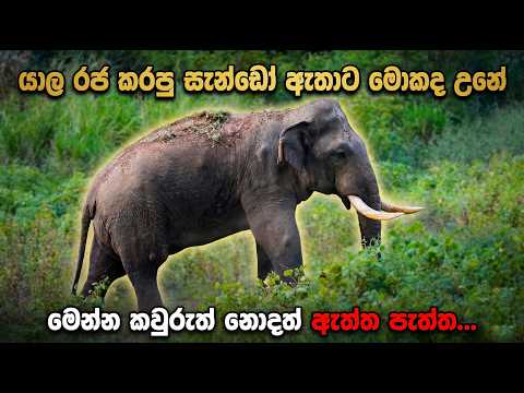යාල රජ කරපු සැන්ඩෝ ඇතාට මොකද උනේමෙන්න කවුරුත් නොදත් ඇත්ත පැත්ත...