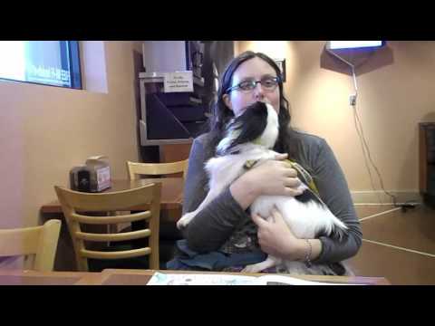 service for anxiety teaching anxiety alert for psychiatric service 4 funnydog tv service for anxiety teaching anxiety alert for psychiatric service 4 funnydog tv