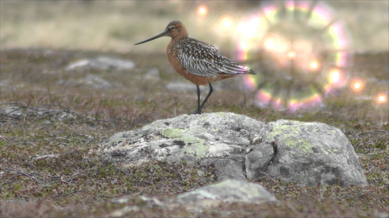 Pfuhlschnepfe - Barge rousse - Bar-tailed Godwit (4K-UHD format)