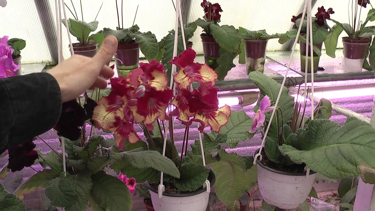 Стрептокарпус карта тьюта фото