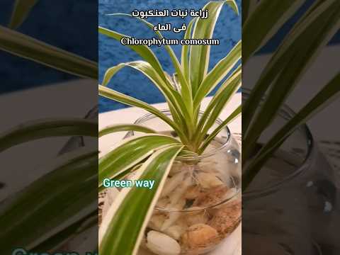 زراعة نبات العنكبوت الفلانجيوم فى الماء فى ثوانى استمتع بنبات سهل العناية كل ماتحتاجه كوب ماء