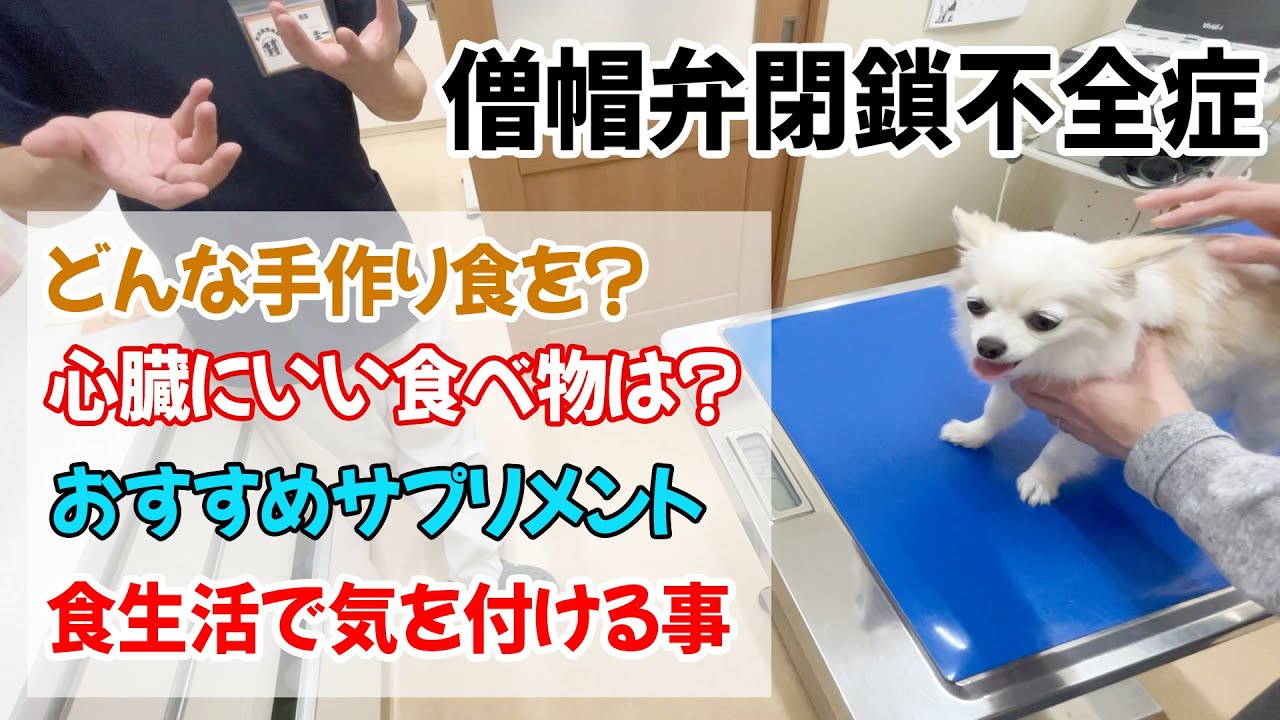 僧帽弁閉鎖不全症の犬におすすめのフードやサプリは Youtube