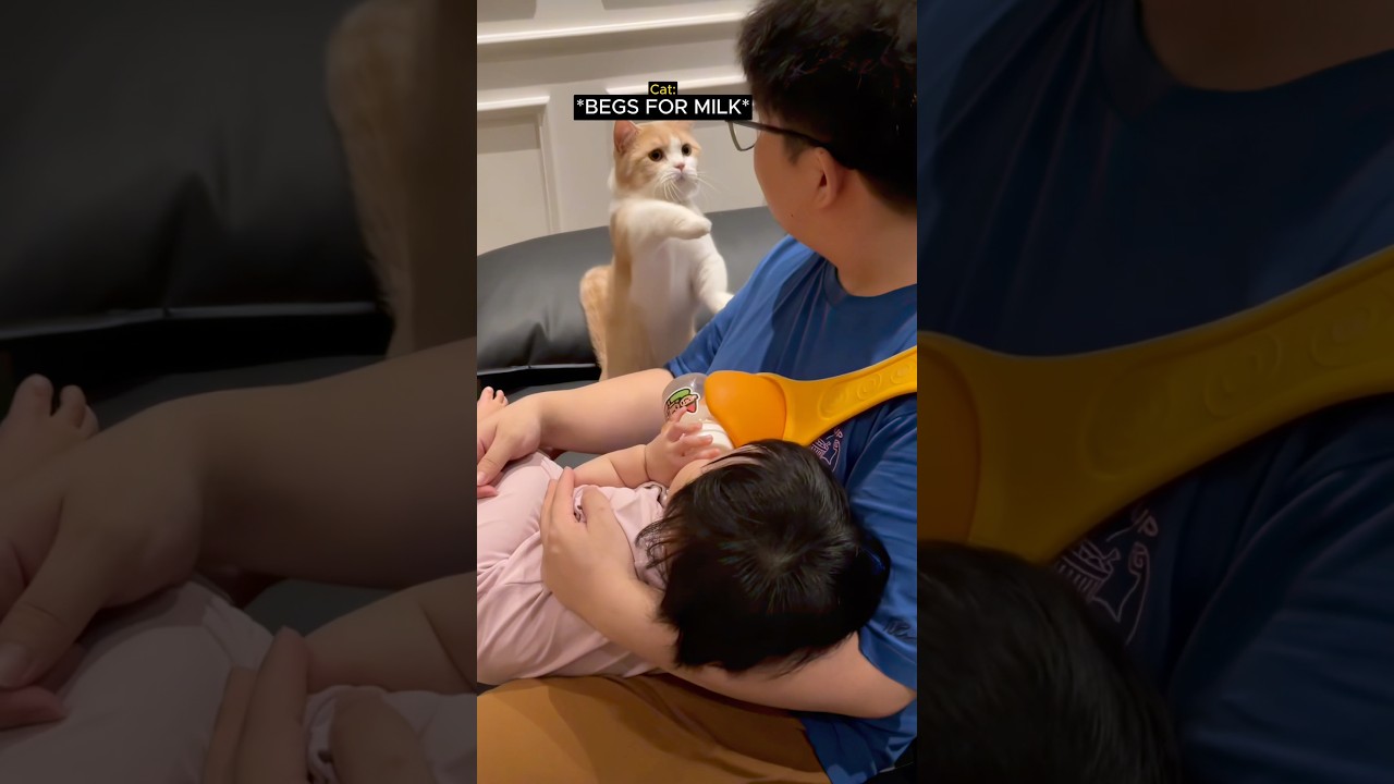 kitty just wants some milk ❤️🥹