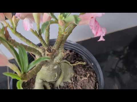 Video cây hạt la cam thạch ngày 3/7/2022(0939859799) - youtube
