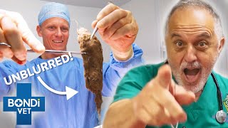 Intro To Bondi Vet Memberships Bondi Vet Exclusive