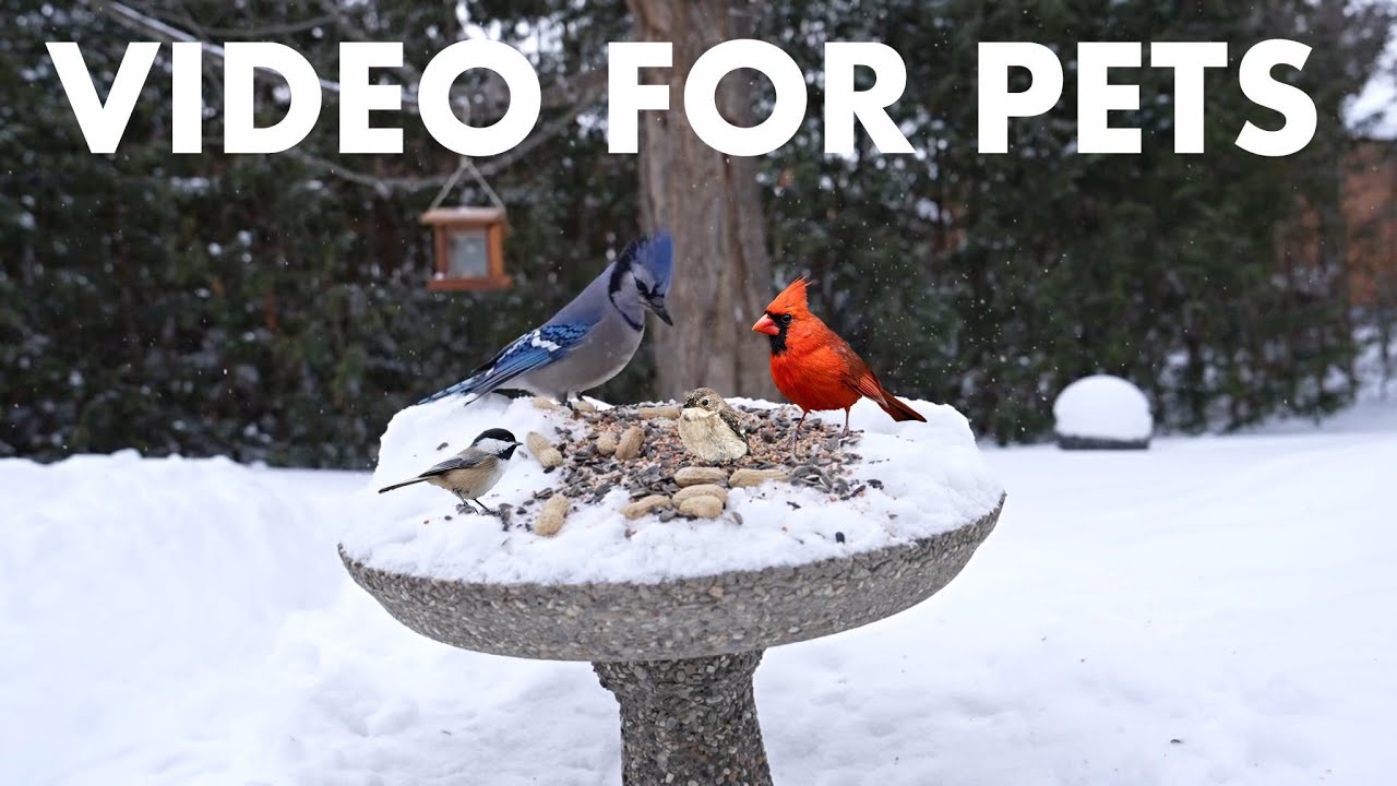 Cat TV for Pets to Watch 🐱 - Jays, Cardinals, Juncos and Animals in the Snow - Jan 30, 2026