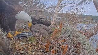 【Forestman works】Eagle touch the sky Winter Park Eagle Cam on 2/16/26 Wink brings in a whopper🐟this