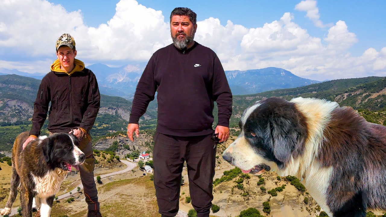 Ελληνικός Σαρακατσάνικος Ποιμενικός Σκύλος | Ο Προστάτης του Κτηνοτρόφου