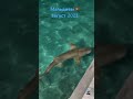 Мальдивы. Maldives. акулы. Август 2023.