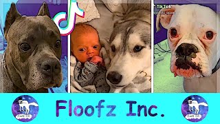 The Funniest Dogs of TikTok! by Floofz Inc. 45 views 2 years ago 8 minutes, 30 seconds
