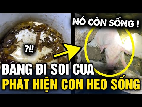 Đang ĐI SOI CUA thì phát hiện CON LỢN SỐNG, dân mạng đều khuyên KHÔNG NÊN MANG VỀ NHÀ | Tin 3 Phút