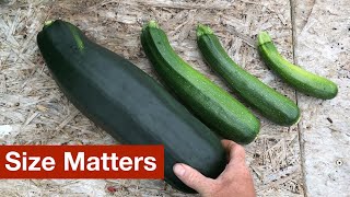 Size Matters When Harvesting Zucchini