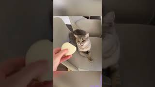 Funniest Cat Moments Collection  Part 224