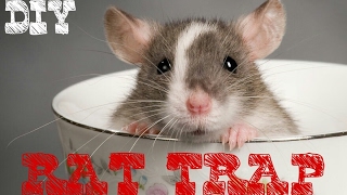 Rat Trap Indian Homemade Funny