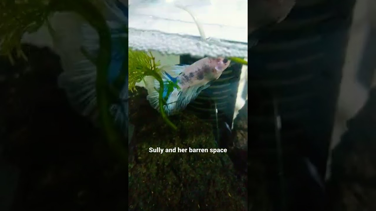 Sully the betta and her barren space