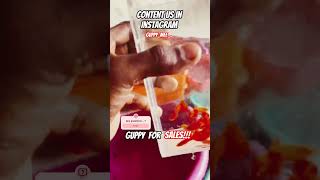 Dm  Instagram guppy mee   guppy beautiful fish tamil betta Fish