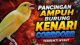 Suara PANCINGAN Kenari PAUD Belajar Bunyi Ngeriwik Kenari GACOR Panjang || Masteran Kenari Paud 