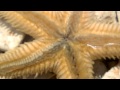 Kamm-Seestern (Astropecten platyacanthus) Unterseite
