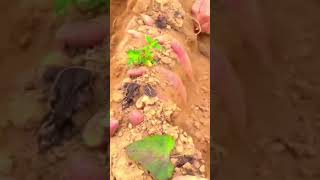 Inilah Teknik Menggali Ubi Jalar Supaya Hasilnya Memuaskan #shrots #food #agriculture