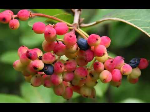 Health Benefits of Nannyberry Fruit