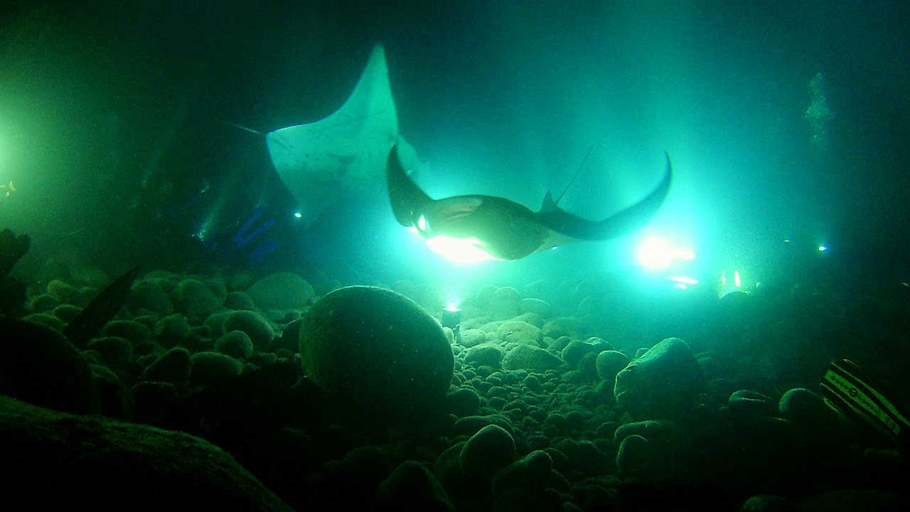 Manta Ray Diving