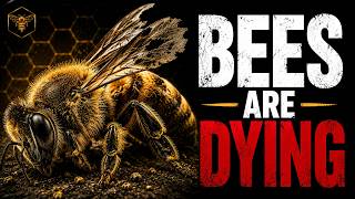 Why Are Bees Disappearing (The Real Reason)
