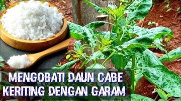 Cara memulihkan daun cabe keriting dengan garam akibat Thrips dan Tungau