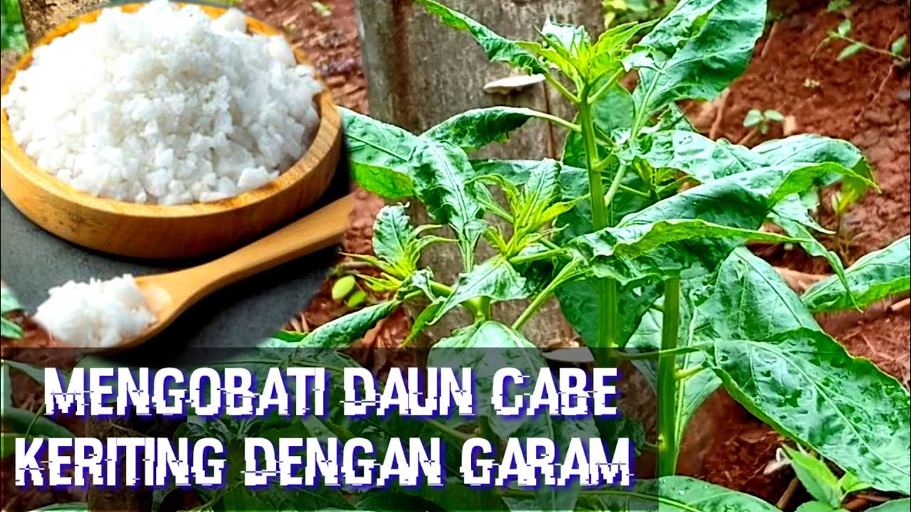 Cara memulihkan daun cabe keriting dengan garam akibat Thrips dan Tungau