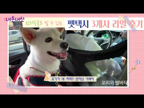 반려동물도 함께타는 펫택시(pet taxi) 3개사 리얼 후기 #내돈내산 #펫택시