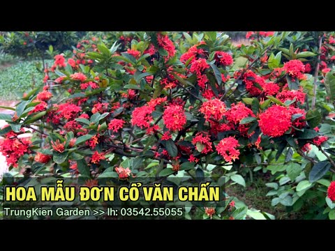 #1 Bán cây hoa mẫu đơn CỔ văn chấn – yên bái -Trung kiên garden, zalo: 035.42.55055 & 0961.700.535 Mới Nhất