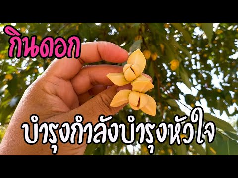 ตามหามานานเจอแล้ว ดอกลำดวน คนรักสุขภาพห้ามพลาดสรรพคุณบำรุงกำลังชั้นยอด