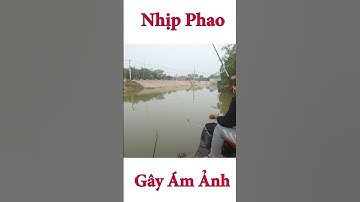 Phát khóc khi thấy nhịp phao này  #cauca #nhipphao #caudai