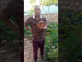 Maajabu Ya Mti Huu Wa Kuongeza Nguvu Za Kiume Na Kurefusha 