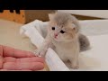 When I helped the kitten escape, the mother cat got angry and stopped me...
