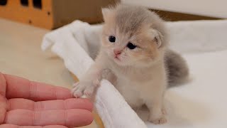 When I helped the kitten escape, the mother cat got angry and stopped me... by Lulu the Cat 175,983 views 3 weeks ago 8 minutes, 3 seconds