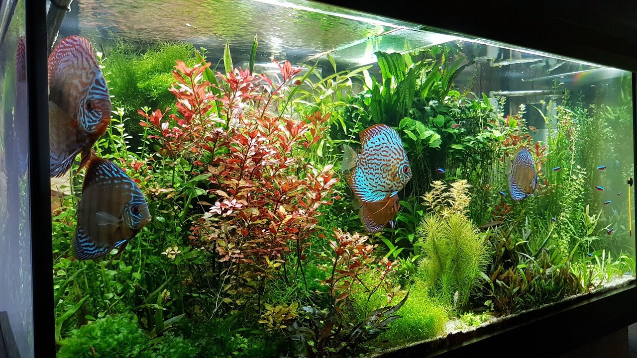 600L Planted Discus Tank over 1300 days YouTube