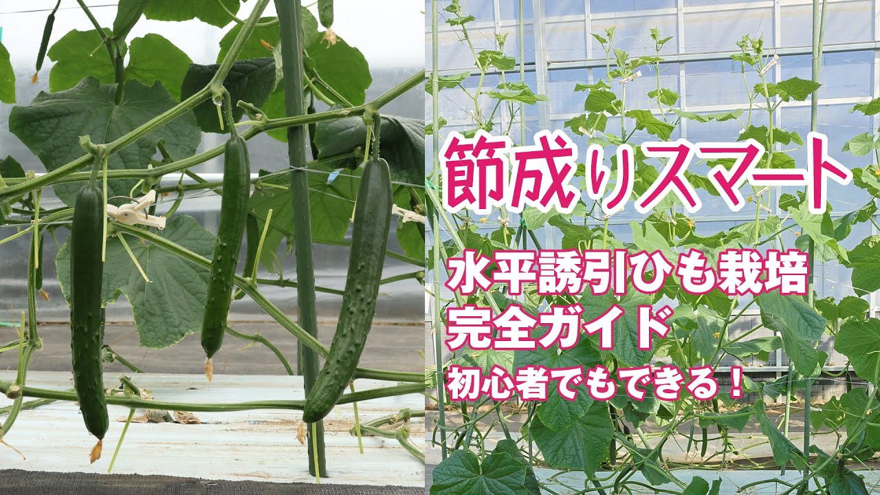 キュウリ 【節成りスマート】 伸ばすだけでたくさん収穫 うどんこ病に