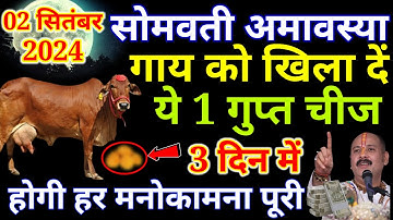 2 सितंबर सोमवती अमावस्या के दिन चुपचाप गाय को खिला देना ये 1 गुप्त चीज छप्पर फाड़ कर बरसेगा||#उपय