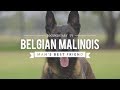 BELGIAN MALINOIS: MAN'S BEST FRIEND