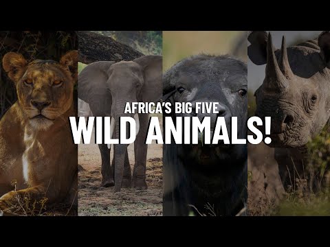 The Big Five Animals In Africa 