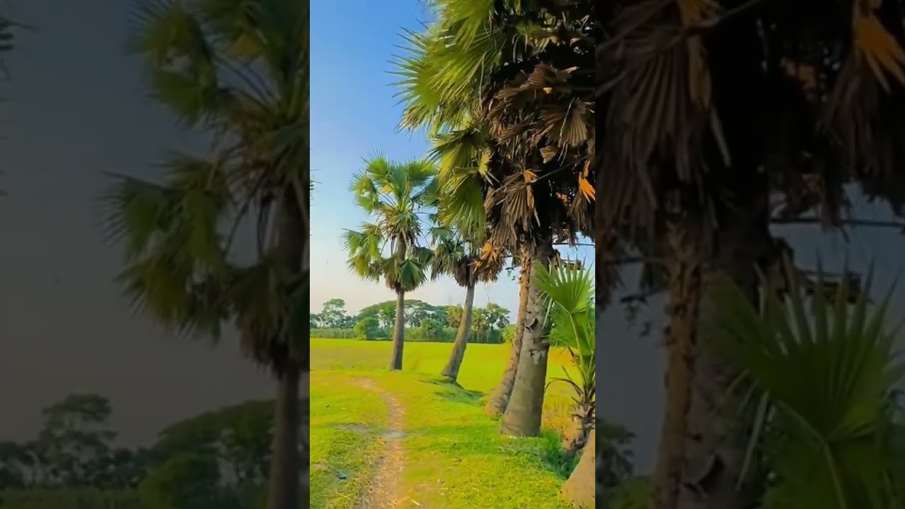 Grameen nature view 🌲🌸