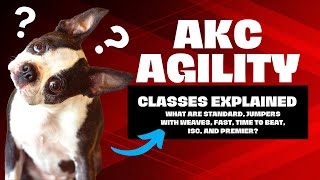 What Are the Different AKC Agility Classes