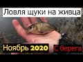 Ловля щуки на живца с берега. Осенняя рыбалка 2020.Щука в Ноябре.Fishing