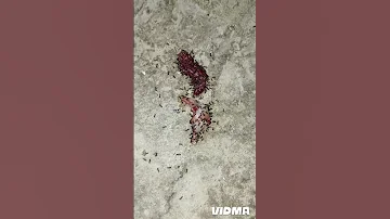 طفل صغير ميت طير جنه طفل صغير طفل ميت 