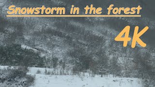 4K Snowstorm In The Forest - Winter storm - Heavy snowfall and snowflakes - Wind Sounds For Relax