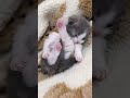 めちゃんこ可愛い🥰