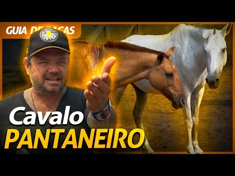 CAVALO PANTANEIRO, O AUTÊNTICO CAVALO BRASILEIRO! | RICHARD RASMUSSEN