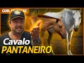 CAVALO PANTANEIRO, O AUTÊNTICO CAVALO BRASILEIRO! | RICHARD RASMUSSEN