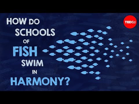How do schools of fish swim in harmony? - Nathan S. Jacobs